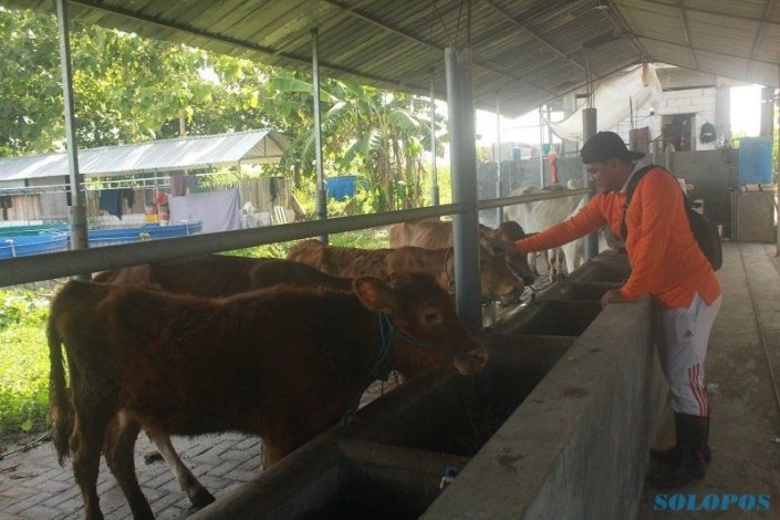 SOLOPOS.COM - Rizki Hamdani merawat sapi yang ada di peternakan sapi di lingkungan Pondok Pesantren Fathul Ulum, Desa Puton, Kecamatan Diwek, Kabupaten Jombang, Jawa Timur, Kamis (24/12/2020). (Abdul Jalil/Solopos.com)